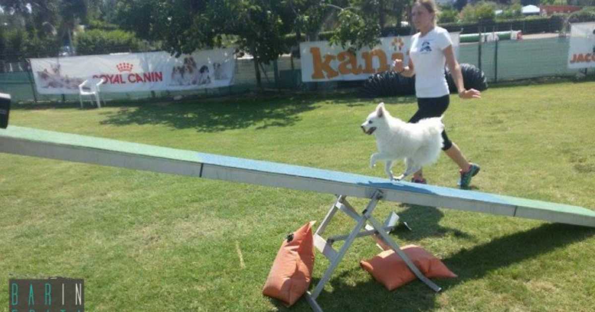 L'agility dog: quando il cane fa sport, tra salti e percorsi ad ostacoli